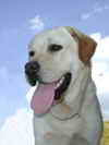 labrador jaune