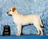 �leveur labrador jaune
