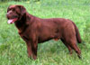 labrador chocolat au qu�bec