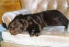 labrador chocalat au repos