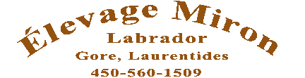 �levage de labrador Miron