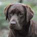 breeder labrador chocolate quebec