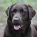 dog breeder labrador