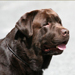 labrador brun