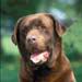 labrador chocolat