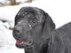 chiot labrador noir quebec