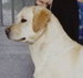 puppy labrador yellow quebec