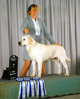 labrador breeder eleveur 
