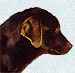 chiot labrador brun