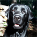 femelle labrador noir