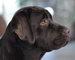 breeder brown labrador quebec
