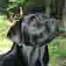 femelle labrador noir