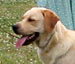 �levage labrador