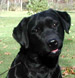 �leveur labrador noir