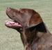 breeder puppy labrador