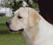 breeder labrador quebec