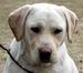 breeder yellow labrador quebec