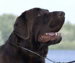 labrador chocolat qu�bec