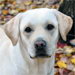 chien labrador jaune